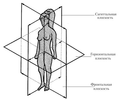 Анатомические структуры, ориентированные параллельно плоскости