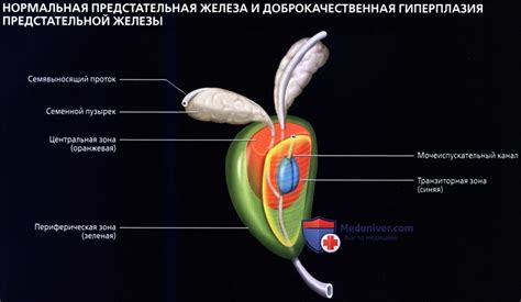 Анатомический и физиологический обзор предстательной железы