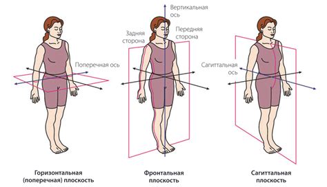 Анатомическое значение сагиттальной оси