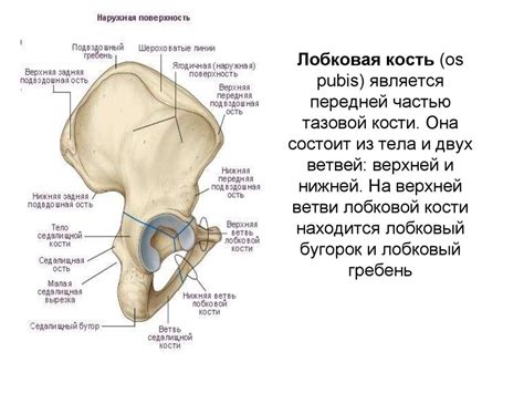 Анатомическое описание лобковой части: структура и особенности