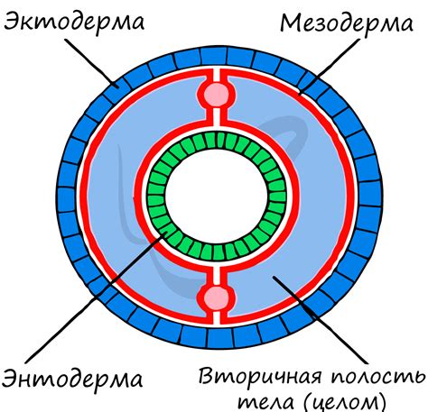 Анатомическое строение и функции вторичной полости тела