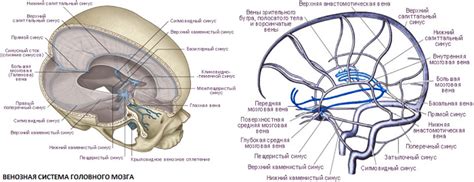Анатомическое строение латеральных синусов