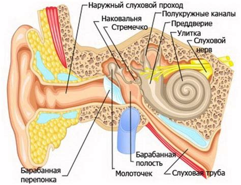 Анатомическое строение между лежащих эпифизов