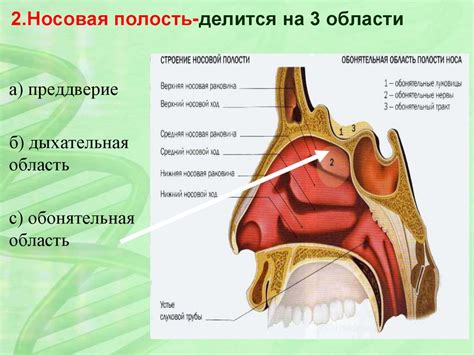 Анатомическое строение носа