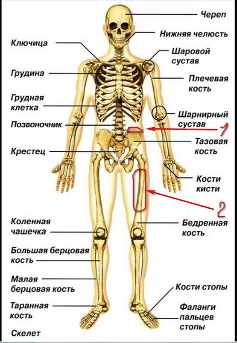 Анатомическое строение правой кости