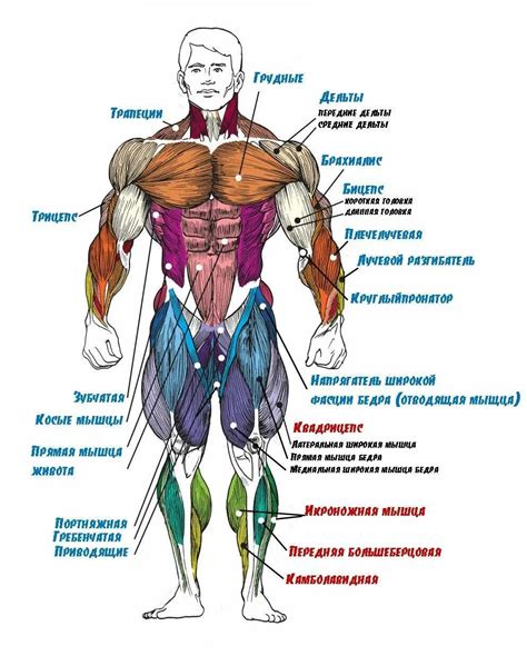 Анатомическое строение приводящей мышцы