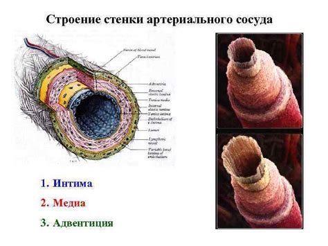 Анатомическое строение сосудистого русла