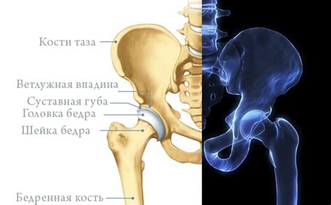 Анатомическое строение тазобедренного сустава