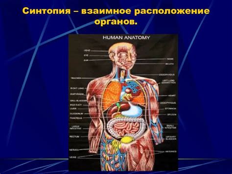 Анатомия вторичной полости тела