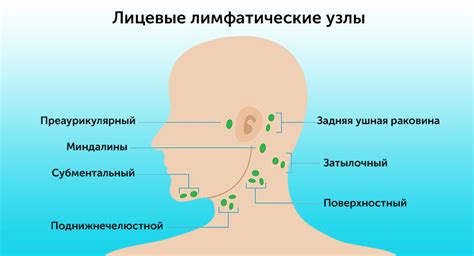 Анатомия гланд и миндалин