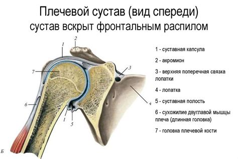 Анатомия гленоида плечевого сустава: