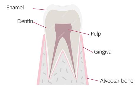 Анатомия зуба на английском языке