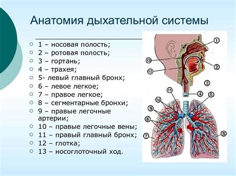 Анатомия и структура системы