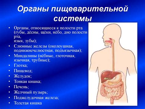 Анатомия и физиология пищеварительной системы