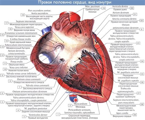 Анатомия и функции левого желудочка