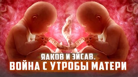 Анатомия и функции утробы матери