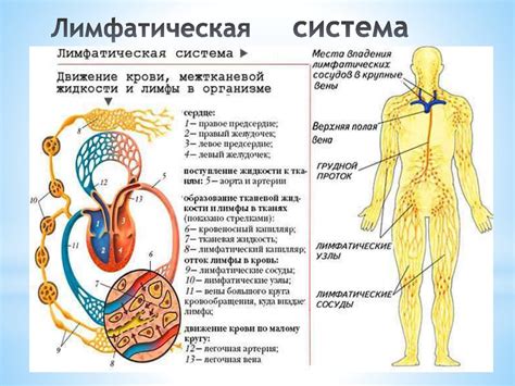 Анатомия лимфатической системы