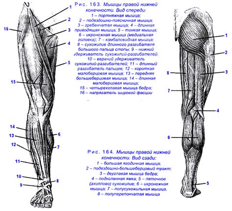 Анатомия между ног у девушки: строение и особенности