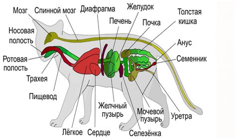 Анатомия метки кота