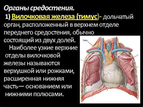 Анатомия органов средостения