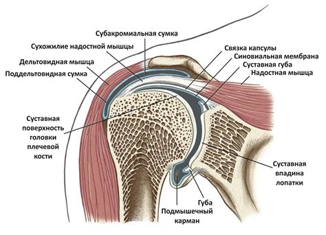 Анатомия первого плеча