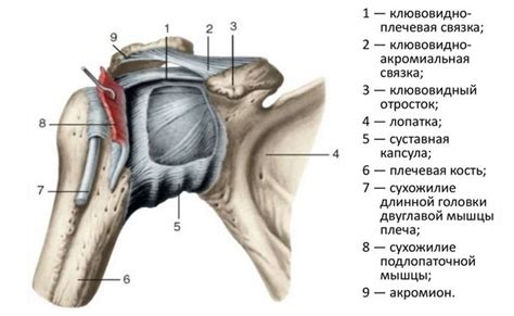 Анатомия плечевых суставов