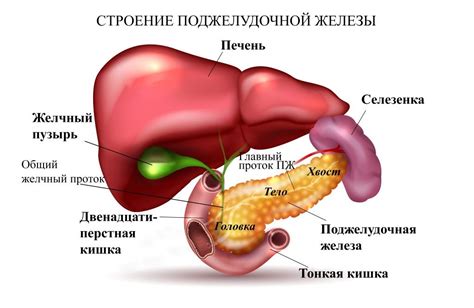 Анатомия поджелудочной железы