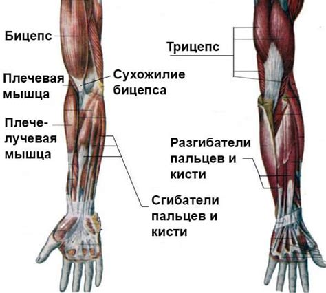 Анатомия позы руки за голов