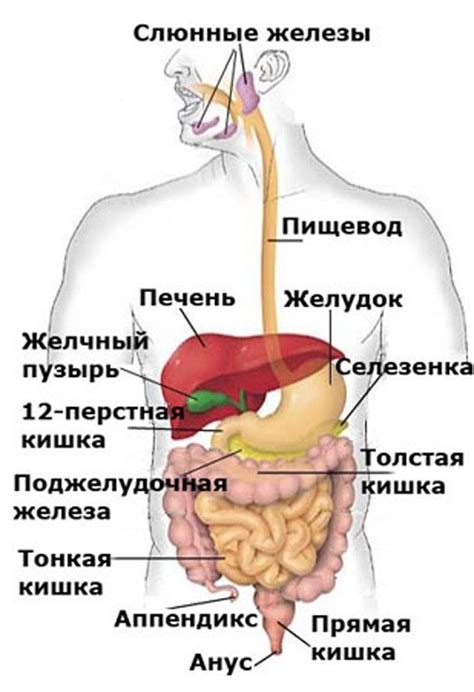 Анатомия полости человека