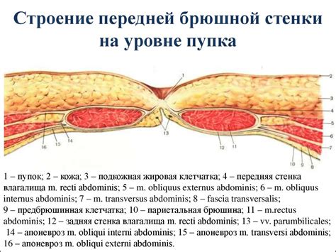 Анатомия пупка и его особенности