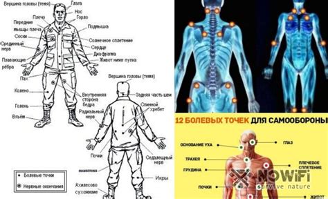 Анатомия пятой точки у человека