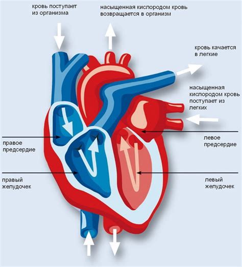 Анатомия сердца и функции желудочков