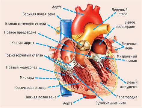 Анатомия сердца ребенка