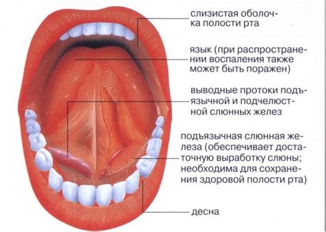 Анатомия точки под губой