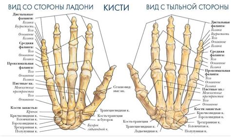 Анатомия тыльной стороны кисти