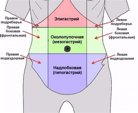 Анатомия эпигастральной области