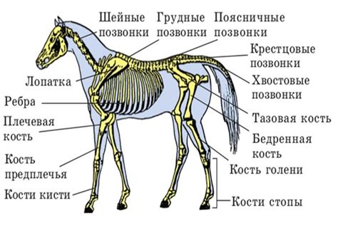 Анатомия языка у лошадей