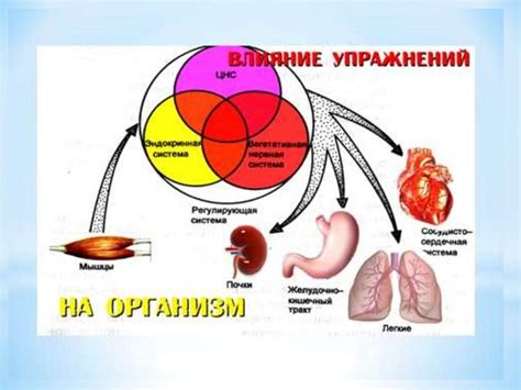 Анатомо-физиологические особенности организма: значение и влияние