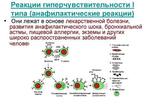 Анафилактический шок: механизм развития и возможные последствия