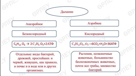 Анаэробное дыхание и его значение