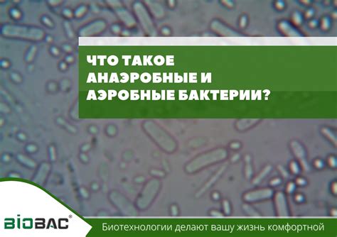 Анаэробные организмы: что это такое?