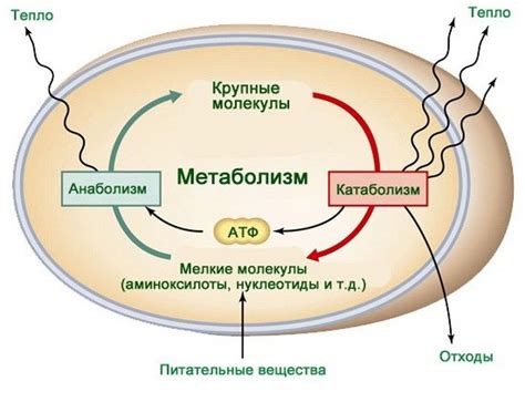 Анаэробный метаболизм: основные понятия