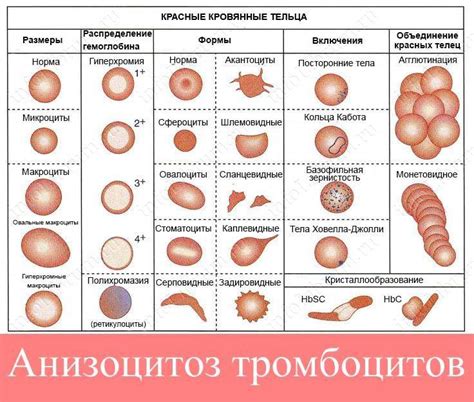 Анизоцитоз