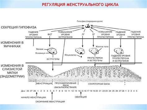 Ановуляторный цикл: основные признаки