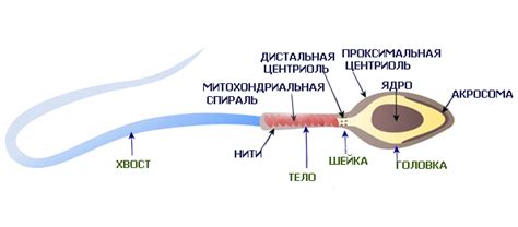 Аномальное строение сперматозоидов