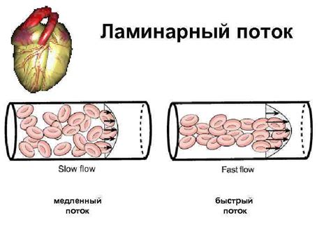 Антеградный поток: что это такое?