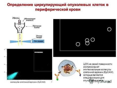 Антигенное определение на клеточной поверхности