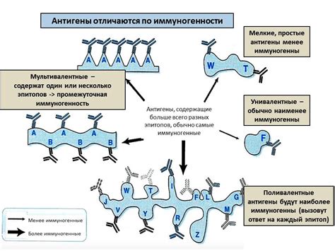 Антиген-антителоная реакция