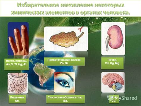 Антимикотическое действие: сущность и влияние на организм