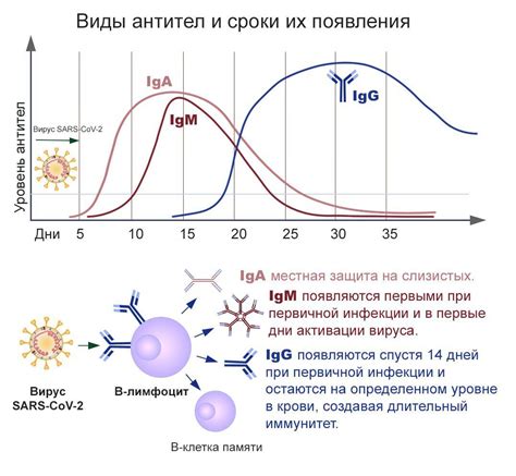 Антитела IgM, IgA и IgG: основные понятия